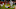 DENVER, CO – JANUARY 1: Wide receiver Amari Cooper DENVER, CO – JANUARY 1: Wide receiver Amari Cooper