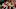 miami hurricanes miami hurricanes