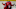 NHL DFS NHL DFS