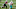 New England Patriots