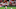 Arsenal, Cedric Soares Arsenal, Cedric Soares