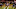 Kansas City Chiefs draft prospect Dalvin Cook Kansas City Chiefs draft prospect Dalvin Cook