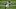Ravens Ravens