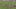 brandonbrownerturfmonster brandonbrownerturfmonster