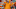 A Tennessee fan pops his shirt during the NCAA college football game between the Tennessee Volunteers and Bowling Green Falcons in Knoxville, Tenn. on Thursday, September 2, 2021.Ut Bowling Green