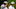 Golf rules range finder Lee Westwood Golf rules range finder Lee Westwood