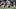 New England Patriots