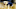 INDIANAPOLIS, IN – DECEMBER 14: The Butler Bulldogs mascot walks. (Photo by Andy Lyons/Getty Images) INDIANAPOLIS, IN – DECEMBER 14: The Butler Bulldogs mascot walks. (Photo by Andy Lyons/Getty Images)