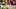 Atlanta Falcons Atlanta Falcons