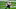 New England Patriots New England Patriots