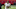 Philadelphia Eagles Philadelphia Eagles