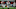 Buffalo Bills Buffalo Bills