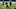 Chicago Bears, David Montgomery Chicago Bears, David Montgomery