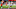 Kansas City Chiefs