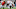 Cleveland Browns Cleveland Browns