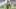 MLS, Seattle Sounders, Nicolas Lodeiro MLS, Seattle Sounders, Nicolas Lodeiro