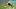 Chicago Bears, Geronimo Allison Chicago Bears, Geronimo Allison