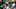 Green Bay Packers