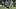 Seattle Sounders FC