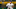 Brewers