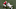 Georgia Football Georgia Football