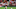 SOUTHAMPTON, ENGLAND – AUGUST 31: Cedric of Southampton FC during the Premier League match between Southampton FC and Manchester United at St Mary’s Stadium on August 31, 2019 in Southampton, United Kingdom. (Photo by Steve Bardens/Getty Images) SOUTHAMPTON, ENGLAND – AUGUST 31: Cedric of Southampton FC during the Premier League match between Southampton FC and Manchester United at St Mary’s Stadium on August 31, 2019 in Southampton, United Kingdom. (Photo by Steve Bardens/Getty Images)
