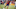 New England Revolution New England Revolution