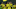 Der BVB have made a fantastic start to the season Der BVB have made a fantastic start to the season