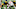 New York Giants New York Giants