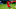 Nicolas Pepe, Arsenal Nicolas Pepe, Arsenal
