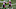 New England Patriots New England Patriots