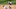 MLB San Francisco Giants Donovan Solano MLB San Francisco Giants Donovan Solano