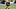 college football dfs