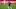Real Madrid, Toni Kroos Real Madrid, Toni Kroos