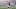 New England Patriots