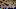 LSU Tigers LSU Tigers