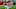 Punter Caleb Lightbourn #35 of the Nebraska Cornhuskers slips on a punt attempt (Photo by Steven Branscombe/Getty Images) Punter Caleb Lightbourn #35 of the Nebraska Cornhuskers slips on a punt attempt (Photo by Steven Branscombe/Getty Images)