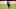 Everton, Leon Bailey, Bayer Leverkusen