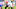 Dolphins OL Solomon Kindley Dolphins OL Solomon Kindley