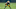 David, Bakhtiari, Green Bay Packers