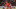 Detroit Red Wings Detroit Red Wings