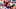 CINCINNATI, OH – NOVEMBER 26, 2017: Wide receiver A.J. Green CINCINNATI, OH – NOVEMBER 26, 2017: Wide receiver A.J. Green