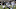 NS_12cowsLD05.jpg NS_12cowsLD05.jpg