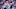New England Patriots