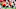 Quintez Cephus, Detroit Lions Quintez Cephus, Detroit Lions