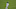 Kansas City Royals center fielder Bubba Starling (11) (Photo by Scott Winters/Icon Sportswire via Getty Images)