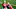 college football dfs