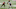 Detroit Lions Detroit Lions