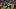 HOUSTON, TX – DECEMBER 13: Wide receiver Derrick Mason HOUSTON, TX – DECEMBER 13: Wide receiver Derrick Mason