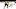 Boston Bruins Boston Bruins